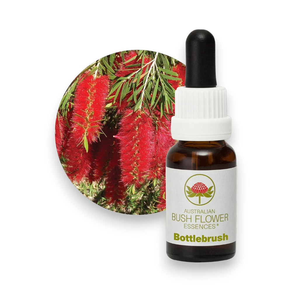 Bottlebrush