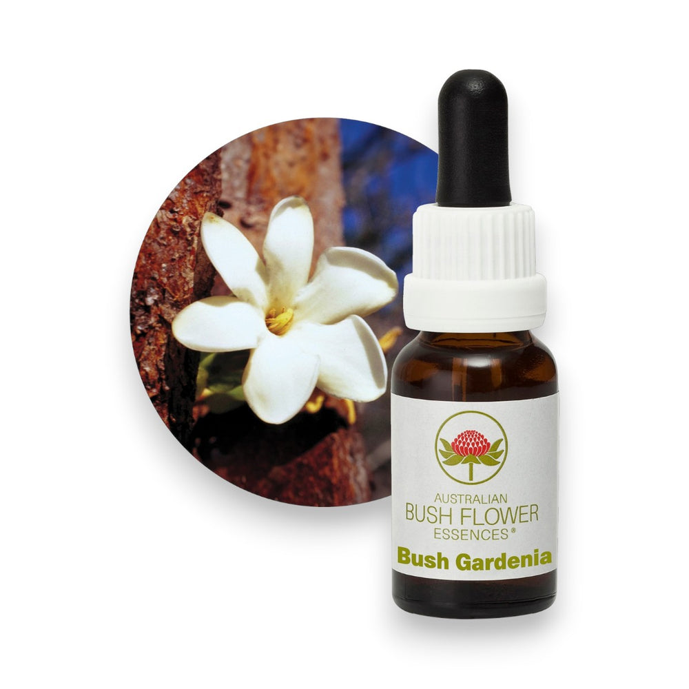 Bush Gardenia