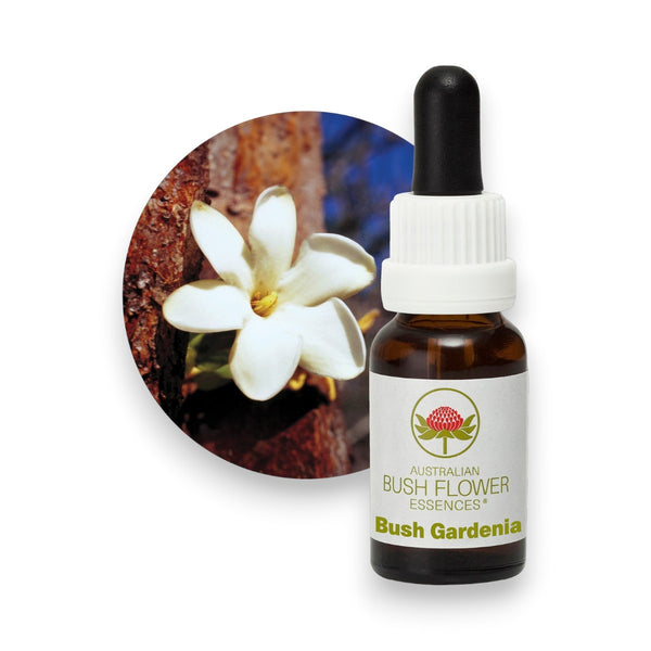Bush Gardenia