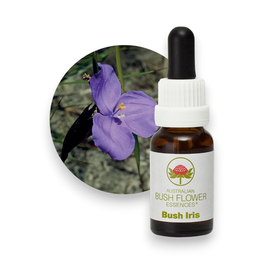 Bush Iris