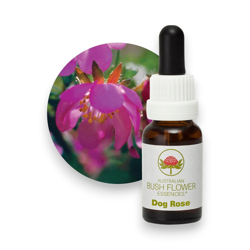 Dog Rose