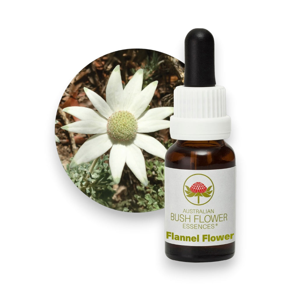 Flannel Flower