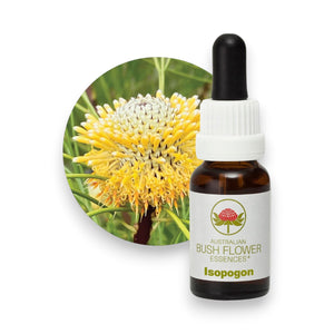 Isopogon