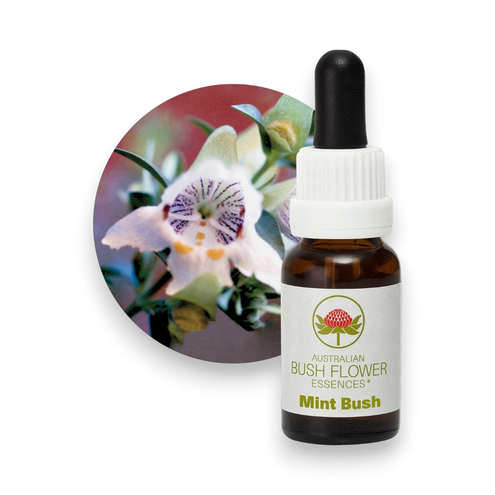 Mint Bush