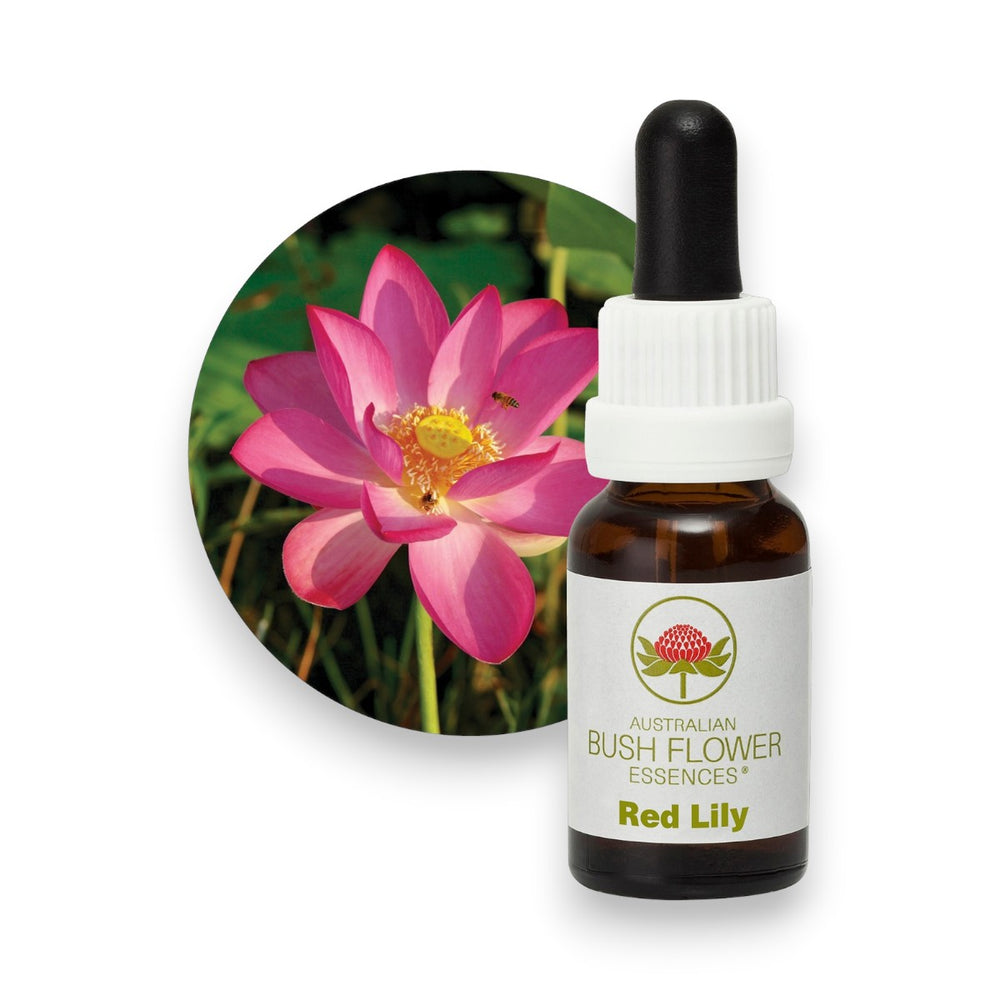 Red Lily