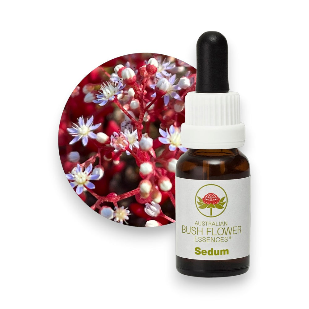 Sedum